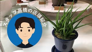 【店頭紹介】シェフレラ・レナータ/サンセベリア・キブウェッジ/フランスゴムノキ【観葉植物】