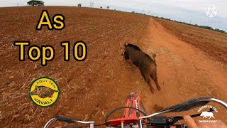 top 10 caçada de javali !! wild boar!!