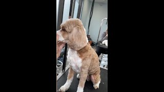 Perfect Doodle Ears
