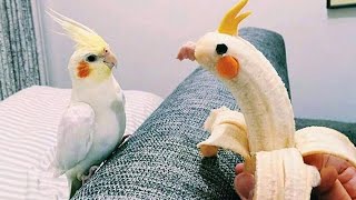 The World's Funniest Parrots That Will Have You Rolling with Laughter! 😅