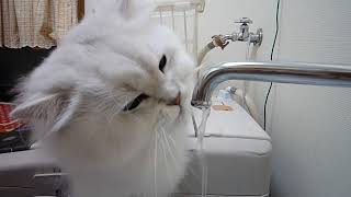 水道の蛇口から水を飲む猫が可愛すぎる【ペルシャ猫】Cat drinking water from tap