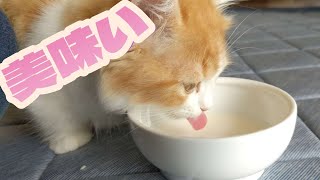 子猫に初めての猫用牛乳を与えてみたら…（ミヌエット）