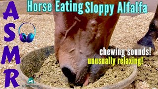 Horse Eating ASMR SLOPPY MESSY Mashed Alfalfa Cubes😋Unusually Relaxing Chewing Sounds!🎧🐴