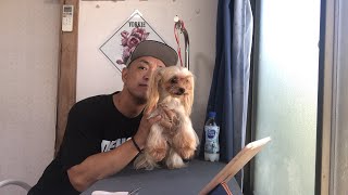 ココアのトリミングを生配信【ヨークシャーテリア専門犬舎チャオカーネ】