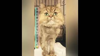 里親ミヌエット成猫ちゃんとってもいい子なのに・・・里親を希望される方がほぼいらっしゃいません😭