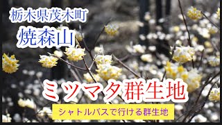 【ミツマタ群生地】3月　焼森山　栃木県茂木町