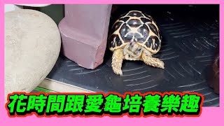 【星龜】印度星龜日常生活324~花時間跟愛龜培養樂趣~