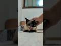 頭を撫でられるとあくびしちゃう猫🐱 - Cats Yawning - #shorts #cat