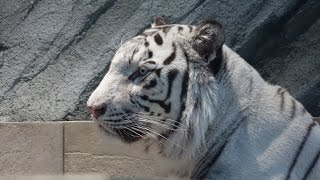 (4K)ニフレル・4K映像 水族館と動物園の融合 - New style Aquarium Zoo NIFREL Japan