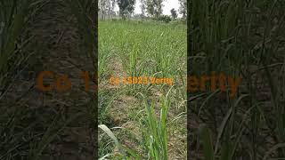 co 15023  Sugarcane farming #farming .