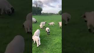 Cute baby goats #MapleLeafMunchkins #CanadianCuties #BabyAnimalsCanada #CuteCritters #NatureLovers