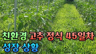 건강하고 튼튼하게 자라나는 우리집 고추밭 [고추 정식 45일차]