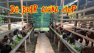 Bán Dê boer giống đẹp và rẻ ở tân phú đồng nai