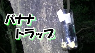 【生き物編】真夏の森にバナナトラップを仕掛けたらなんと……