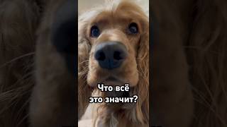 Собака - подозревака, Оскар негодует  #рекомендации #shortvideo #животные #топ #тренды