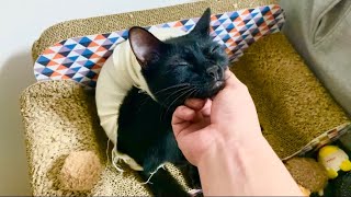 撫で回される猫と尻ドラム猫