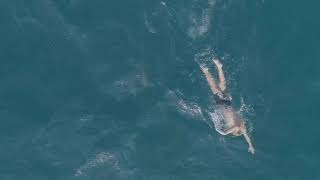 Pablo Fernandez Swimming with Sharks in South African Open Waters May 2019