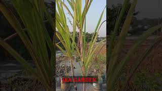 How To Plant Sugarcane /गन्ना का पौधा कैसे लगाएं#garden #gardening #jragarden#sugarcane