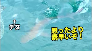 釣れたチヌにサメが襲いかかる! ついでにヘダイも [このサメ何ザメ？]