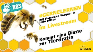 Gebärdefassung: Kommt eine Biene zur Tierärztin | #gernelernen mit MDR Wissen | MDR