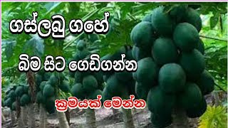 ගස්ලබු වගාව / papaya cultivation srilanka / පැපොල් වගාව