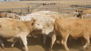 Narweena 31 Charolais X Heifers