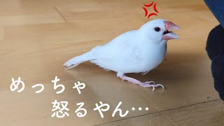 可愛い文鳥が、最近よく怒るので困っています… ‘’Java sparrow‘’‘’Java birds‘’‘’문조‘’