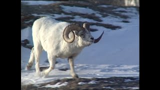 Yukon Sheep Identification