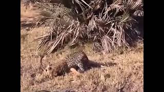 Clever Baboons Use This Way To Save Antelope From Leopards #animals #shorts #wildlife #animalshorts