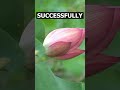 lotus seeds sprout after centuries lotusseed facts flowers