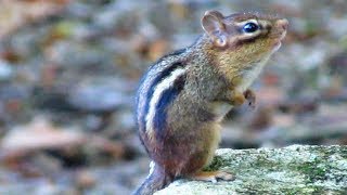 Chipmunk Calling