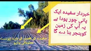 EUCALYPTUS  Sufayda, A Dangerous plant for Agricultural land | sufayday k nuksan urdu / hindi