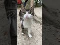 【伏見稲荷】指に向かって突っ込む子猫オハチ　kitten thrusting towards your finger