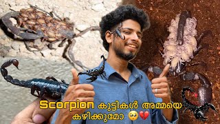 തേൾ കുട്ടികൾ അവരുടെ അമ്മയെ കഴിക്കുമോ 🤯💔 |emperor scorpion | ഒരുപാട് കുട്ടികൾ ഉണ്ടായി 🥺❤️ #scorpion