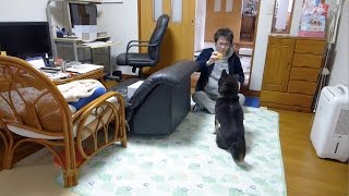 黒柴クロにめっちゃ怒られた Shiba Inu Kuro Got Angry