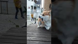 スキを突かれてぶちギレるコーギー。The dog was furious!