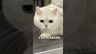 【小风车车】看来反骨也有反骨的好处