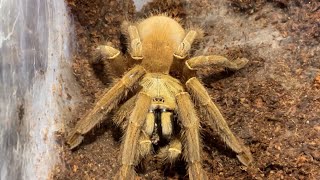 Emerald skeleton tarantula (Ephebopus uatuman) feeding