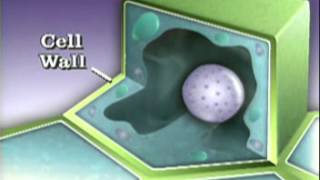 The Cell Wall And Vacuoles