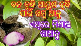 ଖମ୍ବ ଆଳୁ ଗଛର ଉପକାରିତା। Khamba alu, Varahikanda benefits in odia, Discorea bulbifera.