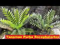 Tanaman Encephalartos Ferox - Tanaman Hias Purba - Tanaman Caudex - Ayo Berkebun