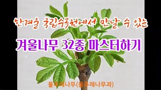 한국의 나무 - 2월 포천 국립수목원 겨울나무 32종 마스터하기