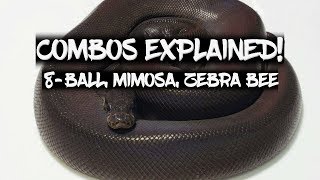 Common Names for Ball Python Combos - Explained!