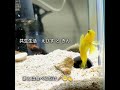 共生生活　えびす　と　きん アクアリウム aquarium ギンガハゼ ニシキテッポウエビ 水槽 fish shrimp 癒し healing relax