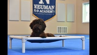 Tito (Labradoodle) Boot Camp Dog Training Video Demonstration