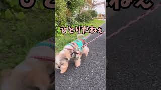 妹犬が出かけているのをいいことにくん活が捗る姉犬🐶#シーズー #いぬ#犬#わんこ