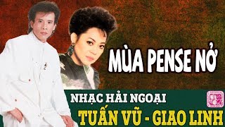 Mùa Pense Nở Song Ca Nhạc Vàng Cực Hay TUẤN VŨ GIAO LINH - Những Tình Khúc Hải Ngoại Hay Nhất