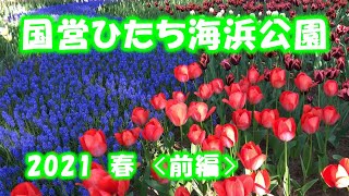 国営ひたち海浜公園2021【春】〈前編〉「ネモフィラ」を目指して歩いている途中に、たまごの森フラワーガーデンの「チューリップ」に引き寄せられた隊長は・・・（茨城県ひたちなか市）