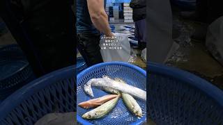 雜魚全部120元～白鯧、狗母梭拍賣～基隆崁仔頂（JJ Family買魚日記）#基隆崁仔頂