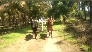 ரேக்ளா காளை வண்டி பழக்கம் Training bulls for rackla race